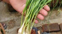 Garlic Leaf Benefits: लसणाची पात अनेक आजारांवर रामबाण औषध, जाणून घ्या बेनिफिट्स