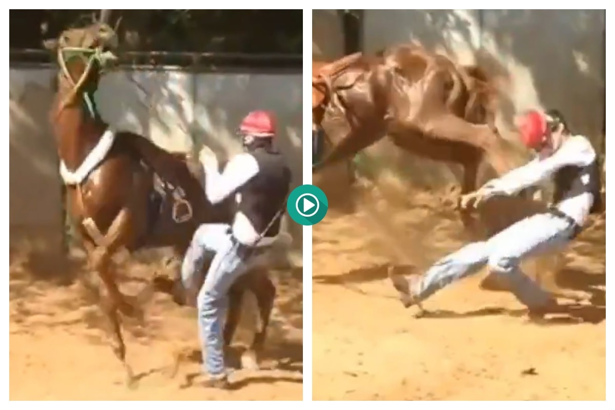 VIRAL VIDEO Karma Strikes Trainer Who Kicks Horse In Abdomen Watch