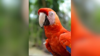 क्या घर में तोता रखना चाहिए, वास्तु के हिसाब से शुभ या अशुभ