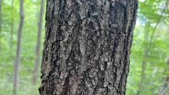 Optical Illusion: Can You Find The Moth On This Tree Trunk Within 11 Seconds?