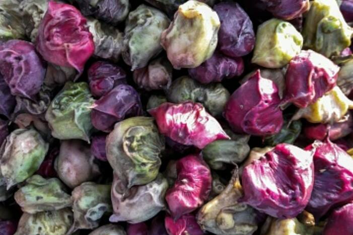 Water Chestnut Health Benefits