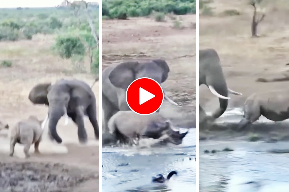 Hathi Ka Video हाथी से पंगा लेने की गलती कर बैठा गैंडा, फिर जो हुआ
