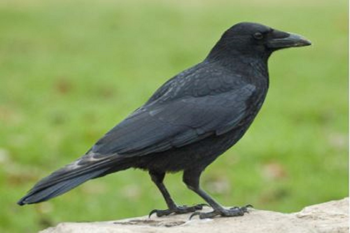Crow in your balcony काला कौआ कुछ संकेत लेकर आता है, अगर समझना है