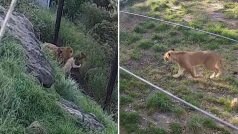 Viral Video: 5 Lions Escape From Sydney Zoo By Breaking Fence. Watch