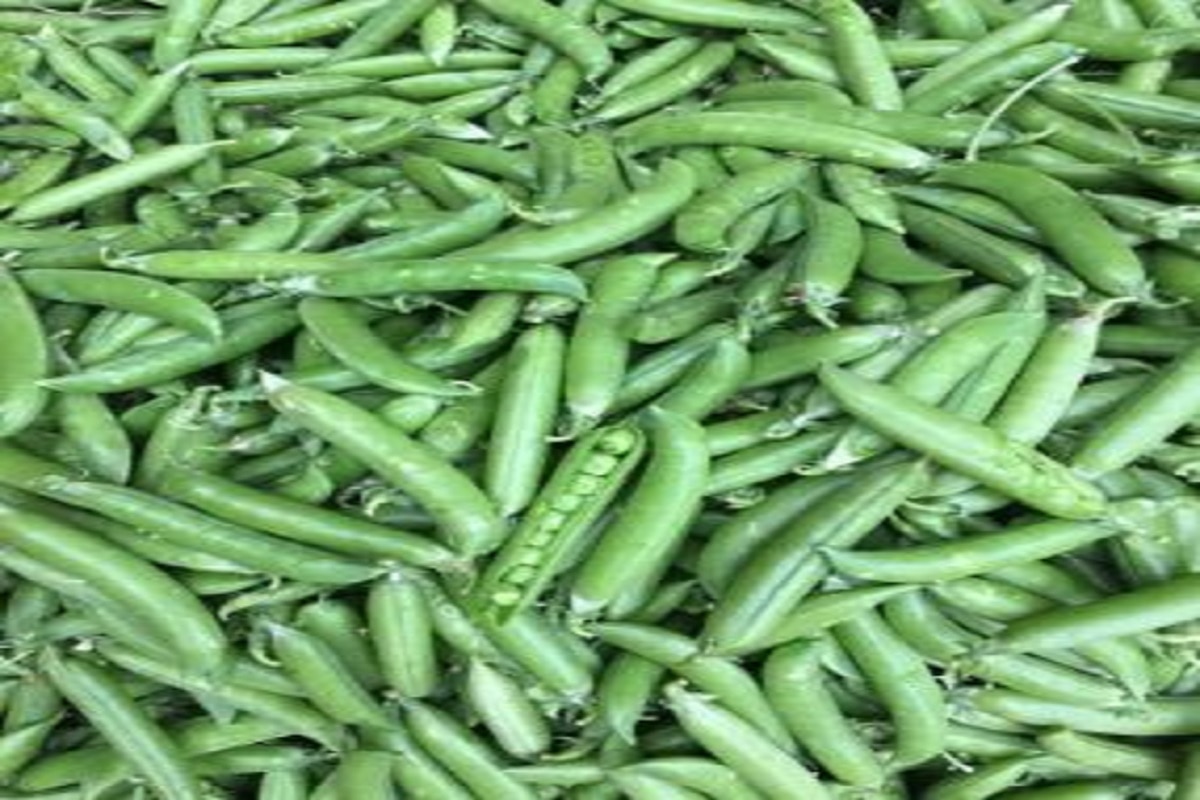 Green Peas Side Effects हरी मटर के सेवन करने के नुकसान, शरीर में हो