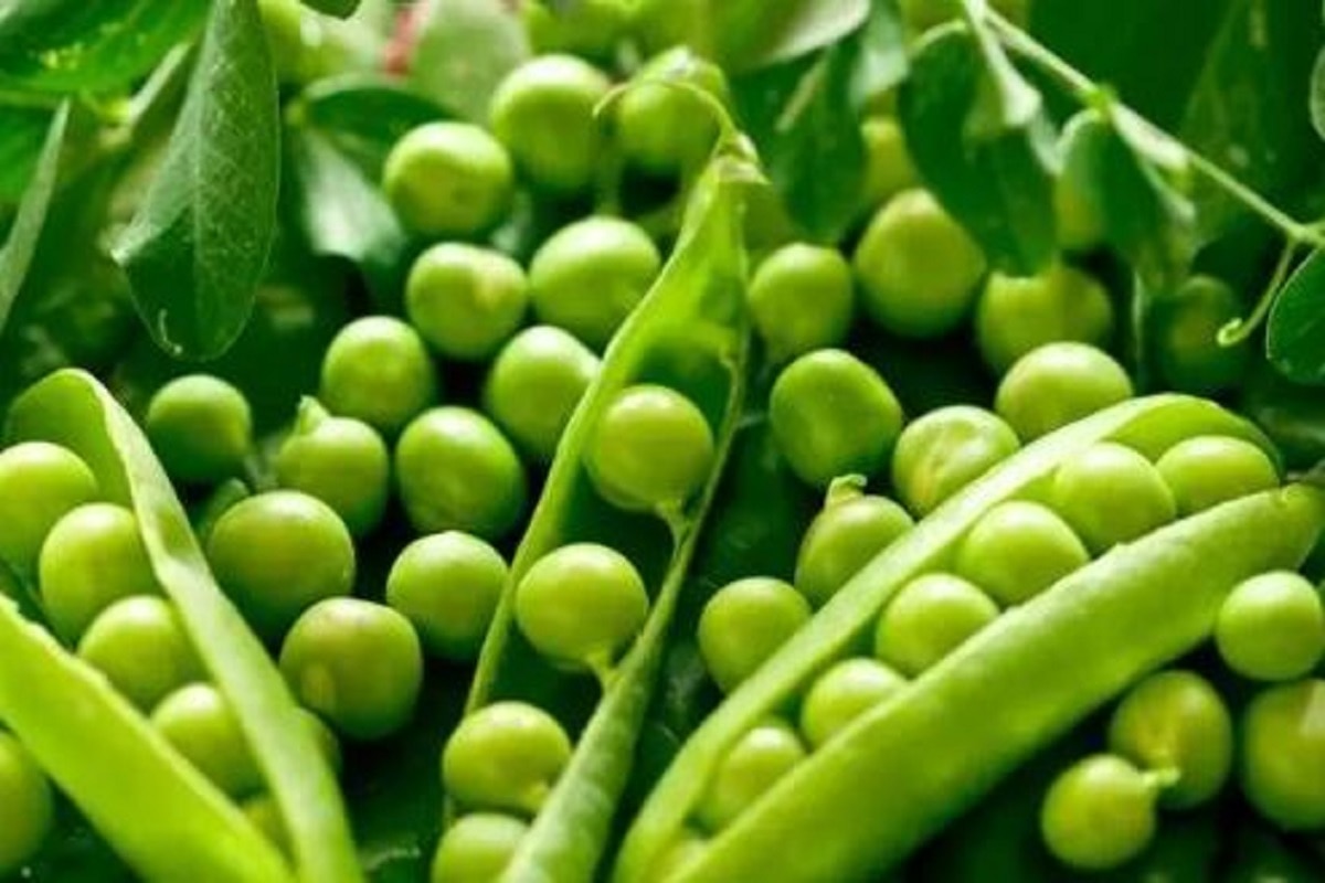 Green Peas Side Effects हरी मटर के सेवन करने के नुकसान, शरीर में हो
