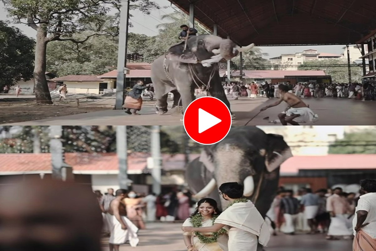 Hathi Ka Video दूल्हादुल्हन के फोटोशूट को देख बुरी तरह चिढ़ गया हाथी