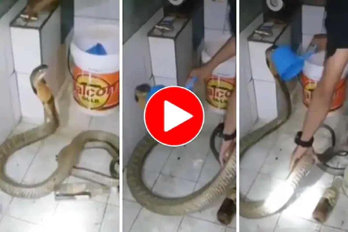 Viral Video Shows Snake Emerging From Toilet, Twitter Horrified