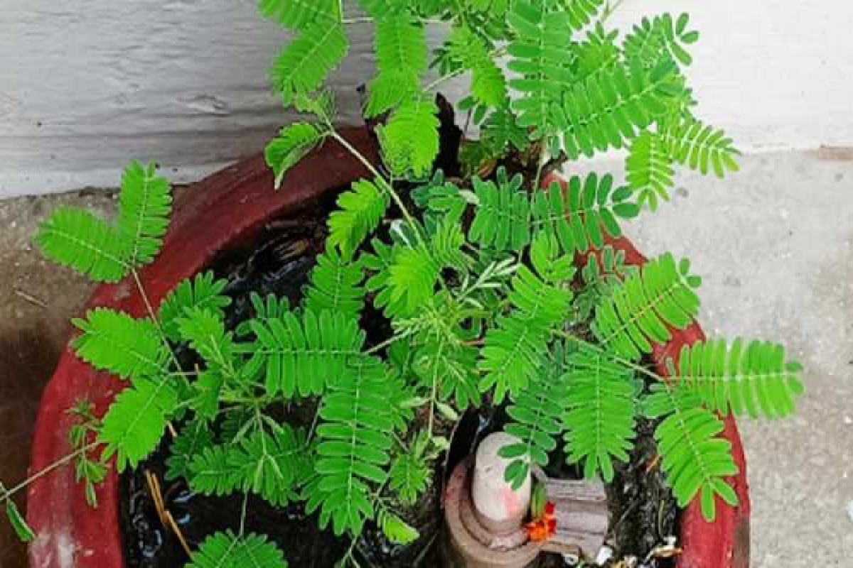 शमी का पेड़ सूखने लगे तो क्या करें? जानें पौधे को हरा-भरा कैसे रखें