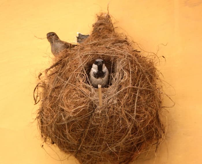 sparrow-birds-nest