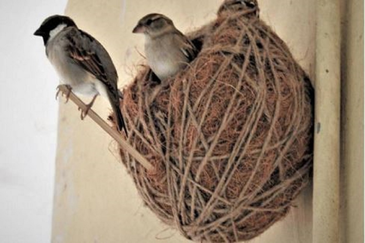 Sparrow Birds Nest अगर आपके भी घर में गौरेया ने बनाया है घोसला, तो समझ लें जल्द ही मिलने वाला