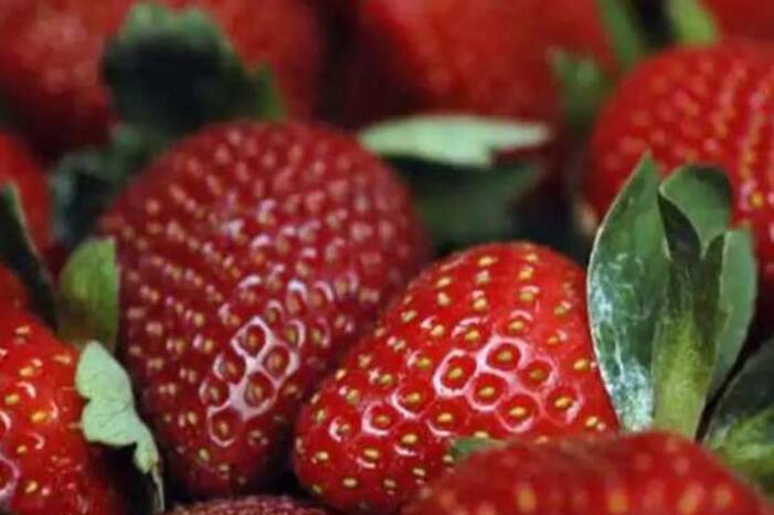 मध्य प्रदेश में परंपरागत खेती छोड़ स्ट्रॉबेरी उगा रहे किसान, कम लागत में लाखों रुपये हो रही आमदनी