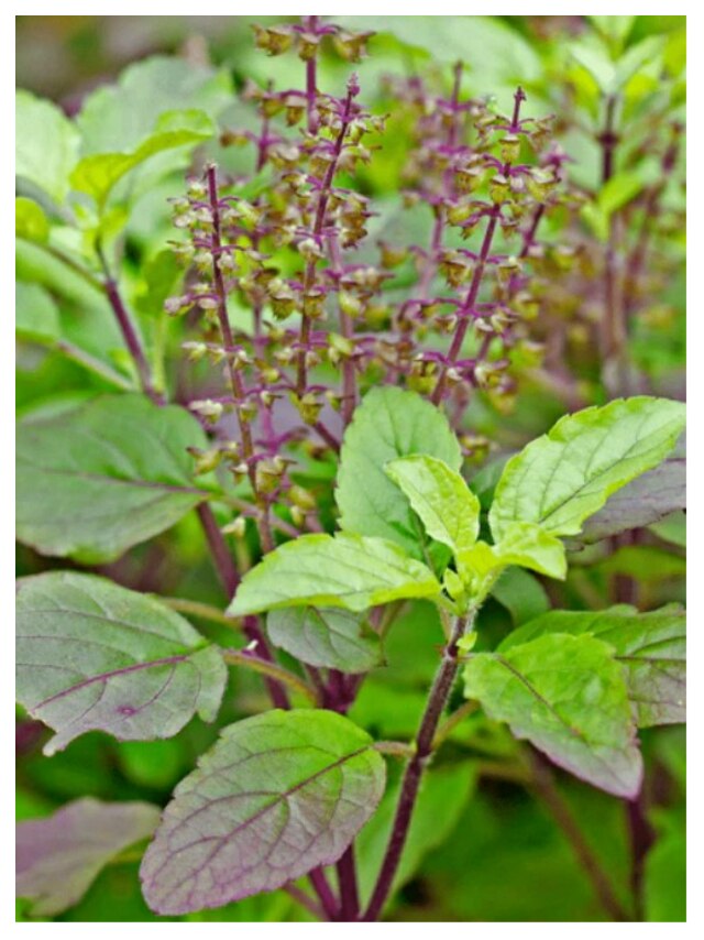 Lord krishna love tulsi