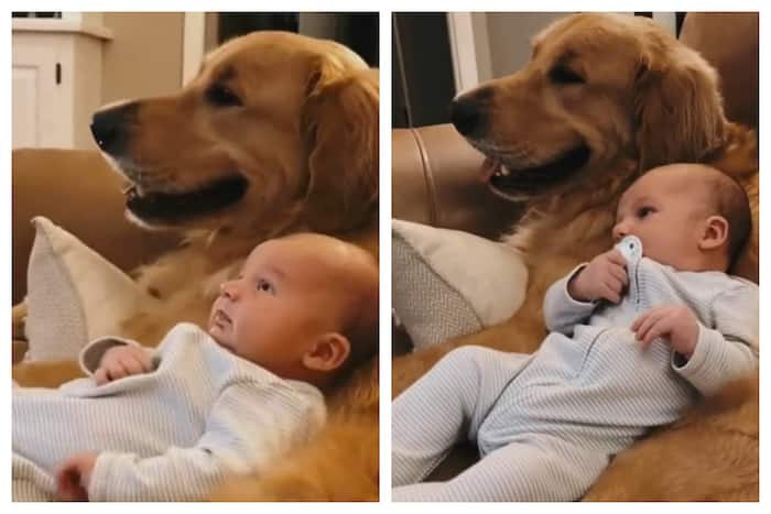 Viral Video Of Love Between Human Baby And Its Doggie Sibling Is ...