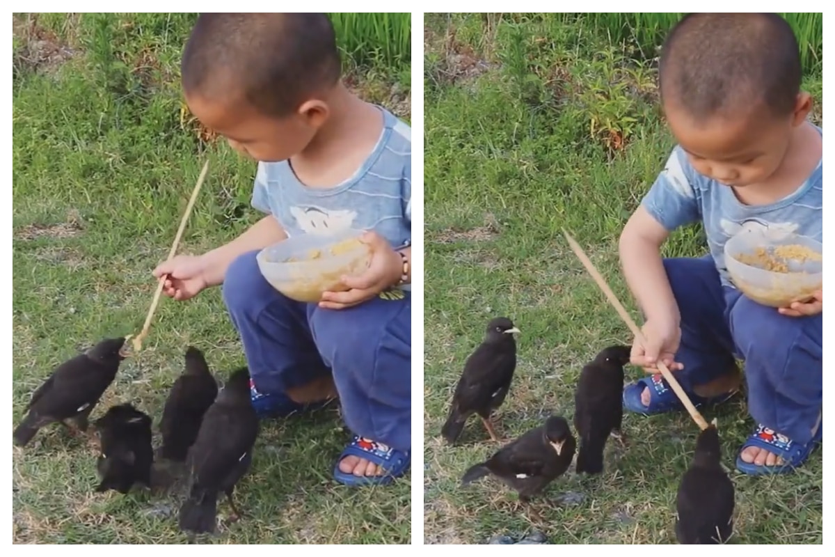 Viral Video Of Small Child Feeding Birds Will Restore Your Faith In ...