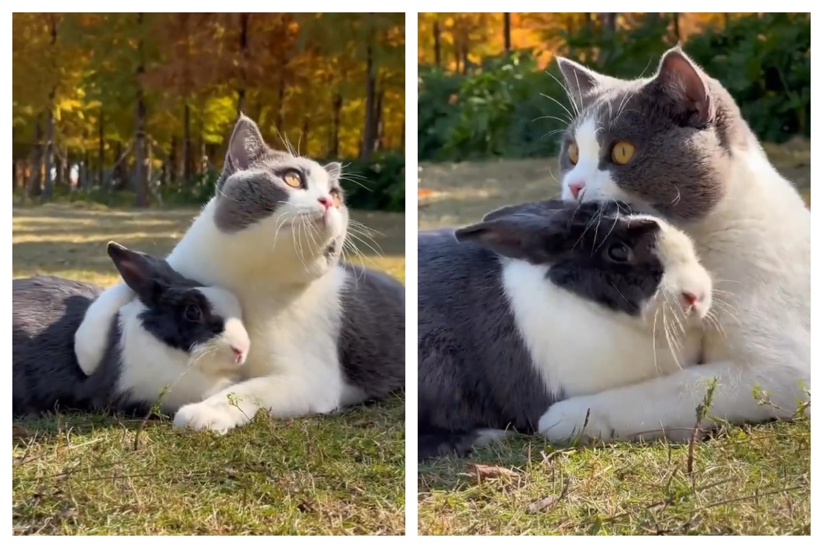 Viral Video: Rabbit And Cat Are Best Friends And Their Love Is Winning Over The Net