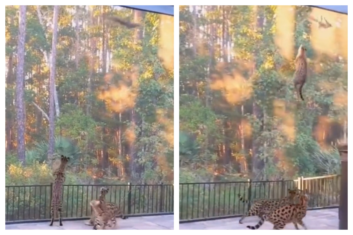 caracal cat jumping video