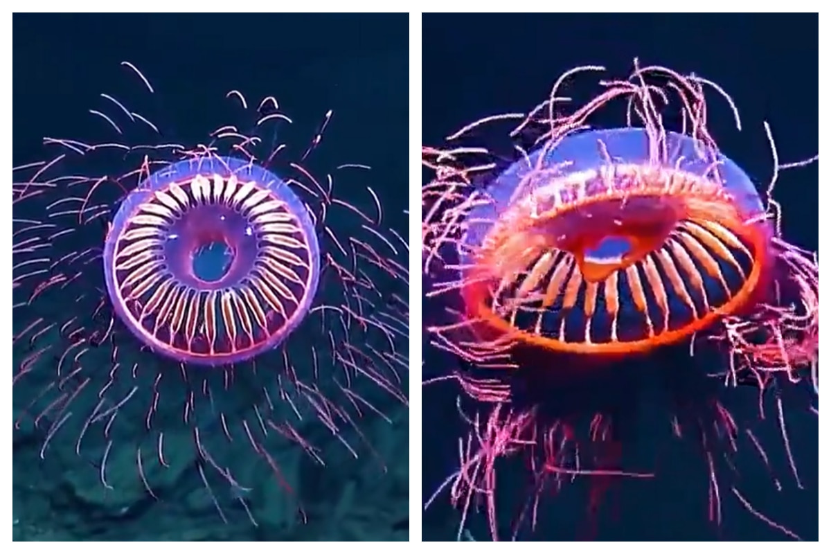 Rare Jellyfish Species