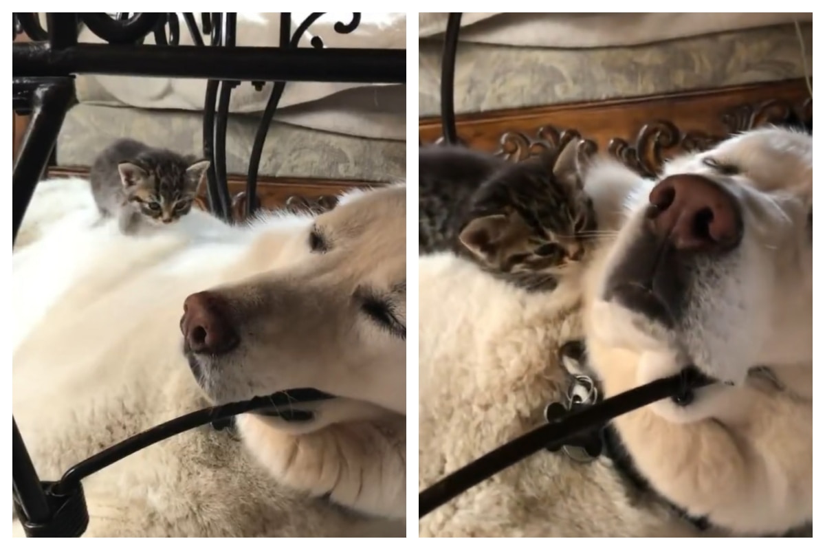 Viral Video: Cute Little Kitten Climbs Onto Huge Dog, Watch Doggie's Reaction