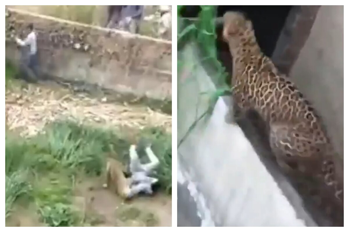 Ferocious Leopard Attacks And Injure People Who Try To Catch It Watch  Disturbing Video Here