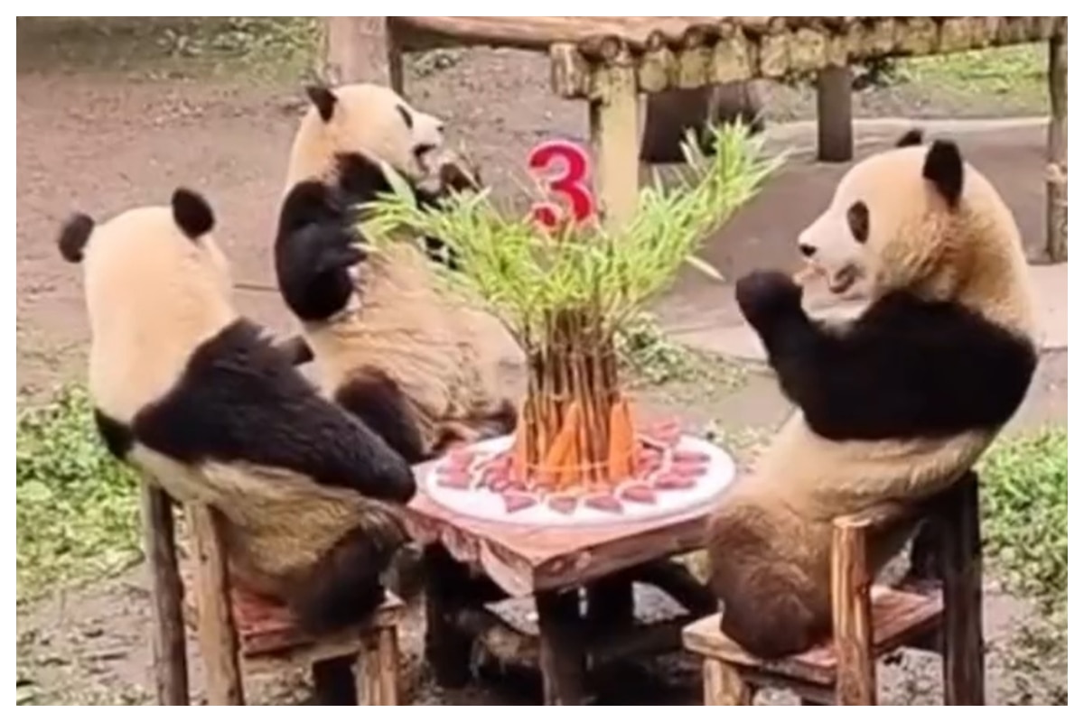 Viral Three Cute Panda Babies Enjoy Birthday Party And Its Going To Make  You Go AWW WATCH video