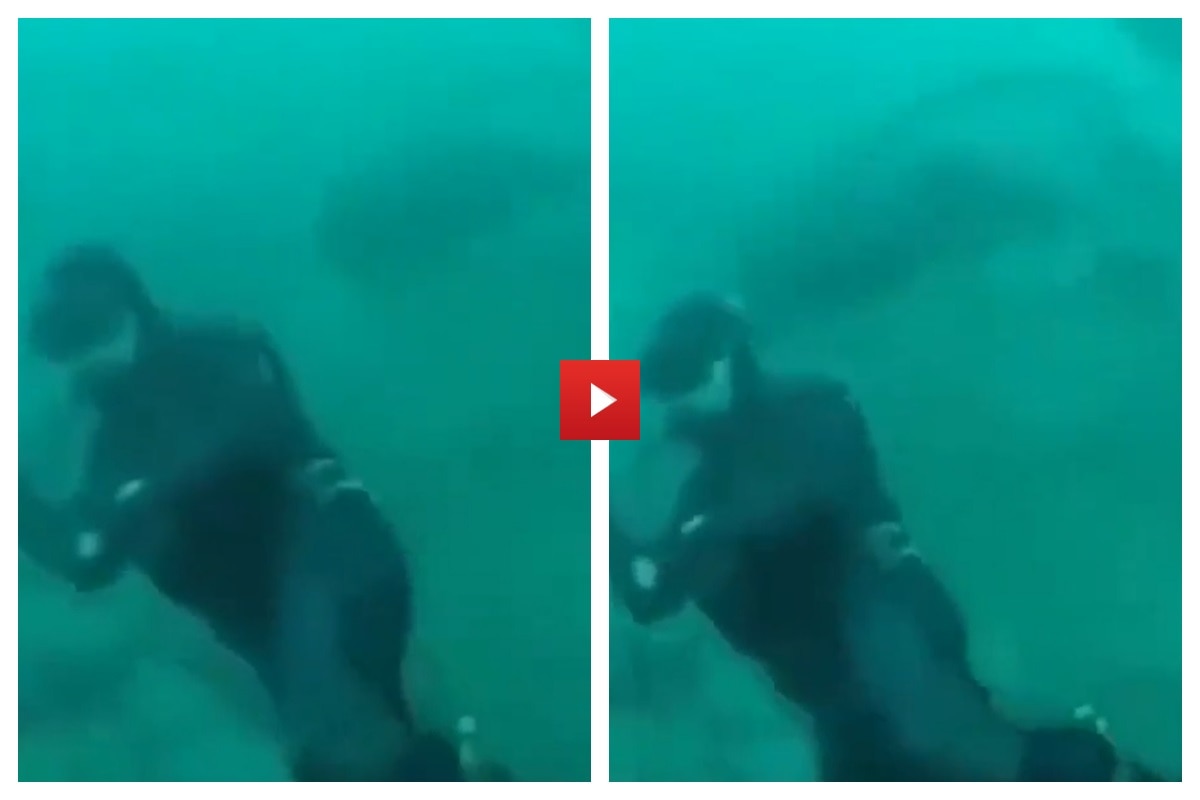 Diver Almost Gets Eaten By Huge Shark How He Escapes Is Beyond Words Watch Viral Video