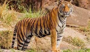 Tiger Population In India