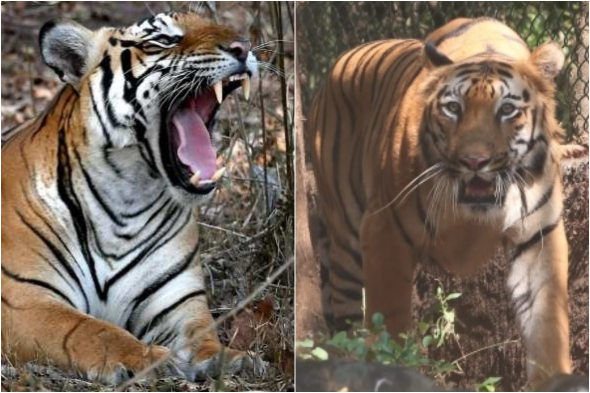 How Many Tigers In India क्या आपको पता है दुनिया के 70 से ज्यादा बाघ