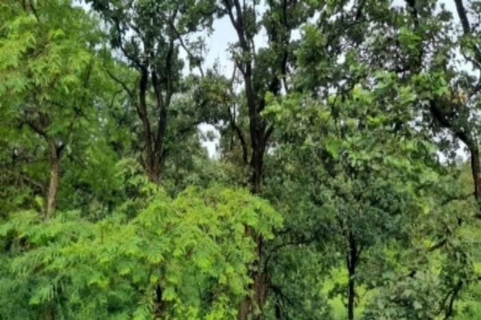 मथुराः वृंदावन में बनेगा देश का सबसे बड़ा सिटी फॉरेस्ट, वन विभाग ने बताया किस तरह के लग रहे हैं पौधे