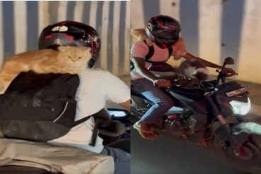 Watch: Biker Carrying Cats On His Bike Goes Viral, Internet Calls, 'Irresponsible Act'