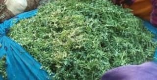 Chane ke Saag Ke Fayde: जाड़े में खा लिया ये साग तो पास भी नहीं फटकेंगी ये बीमारियां, जानें फायदे-PICS