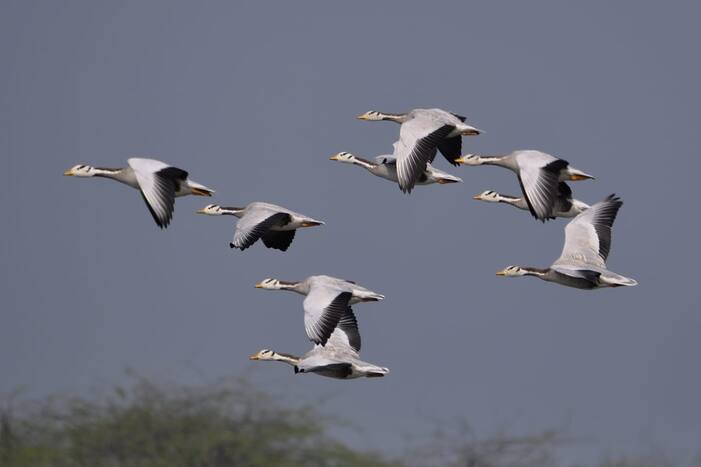 The UP Nature and Bird Festival 2023 aims to inspire and accelerate nature-based ecotourism and appreciation of biodiverse-rich wildlife reserves and sanctuaries of Uttar Pradesh.