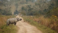 Kaziranga National Park To Welcome Tourists From February 4 | Mini Guide To Explore The Wildlife