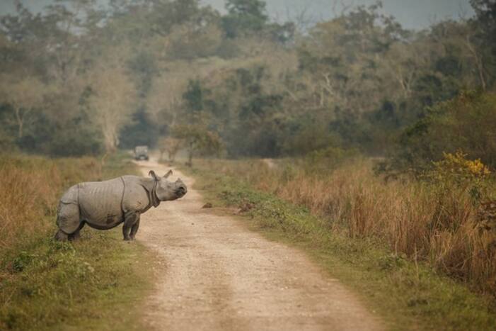 Kaziranga National Park To Welcome Tourists From February 4 | Mini Guide To Explore The Wildlife