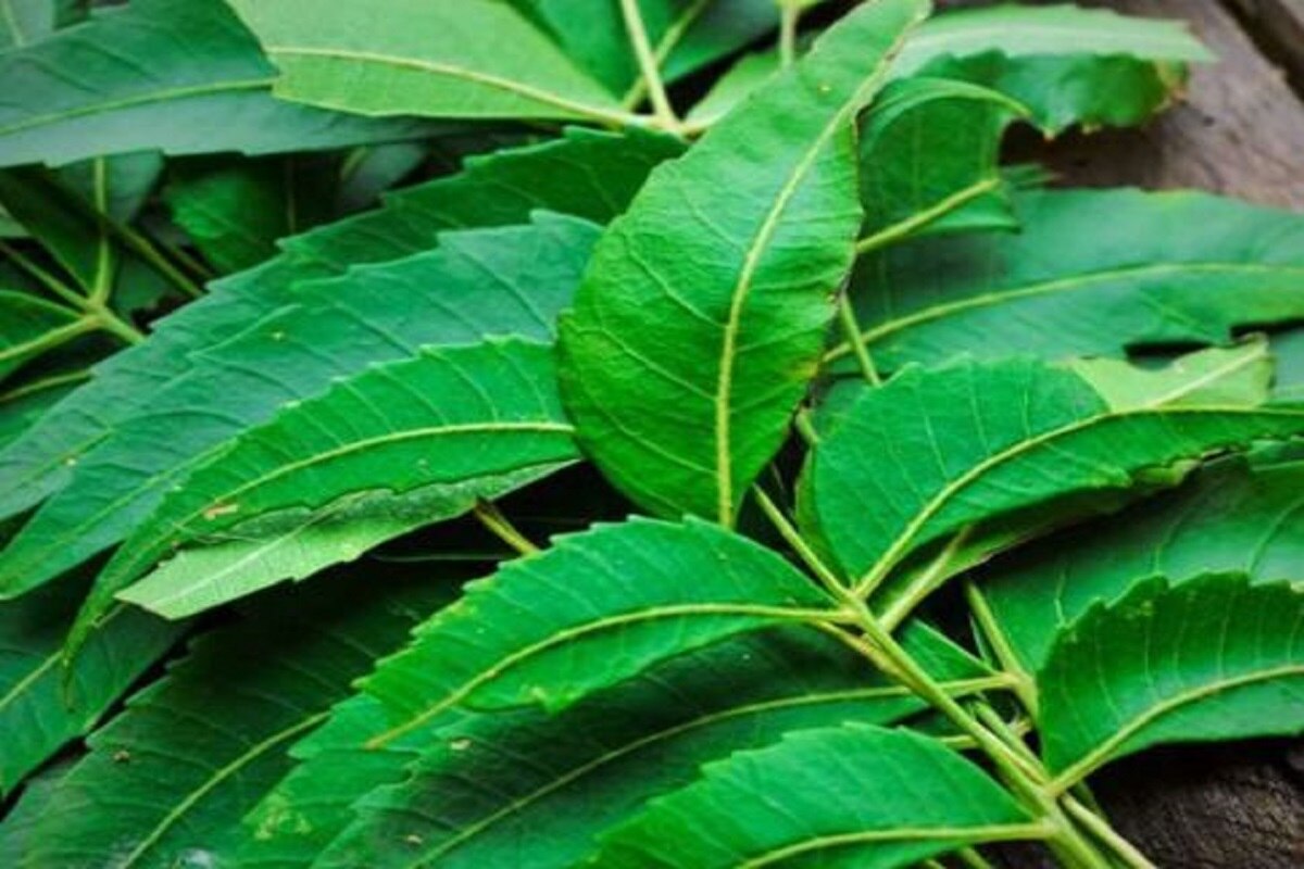 Neem Leaves Side Effects नीम की पत्तियां सेहत के लिए होती हैं अच्छी