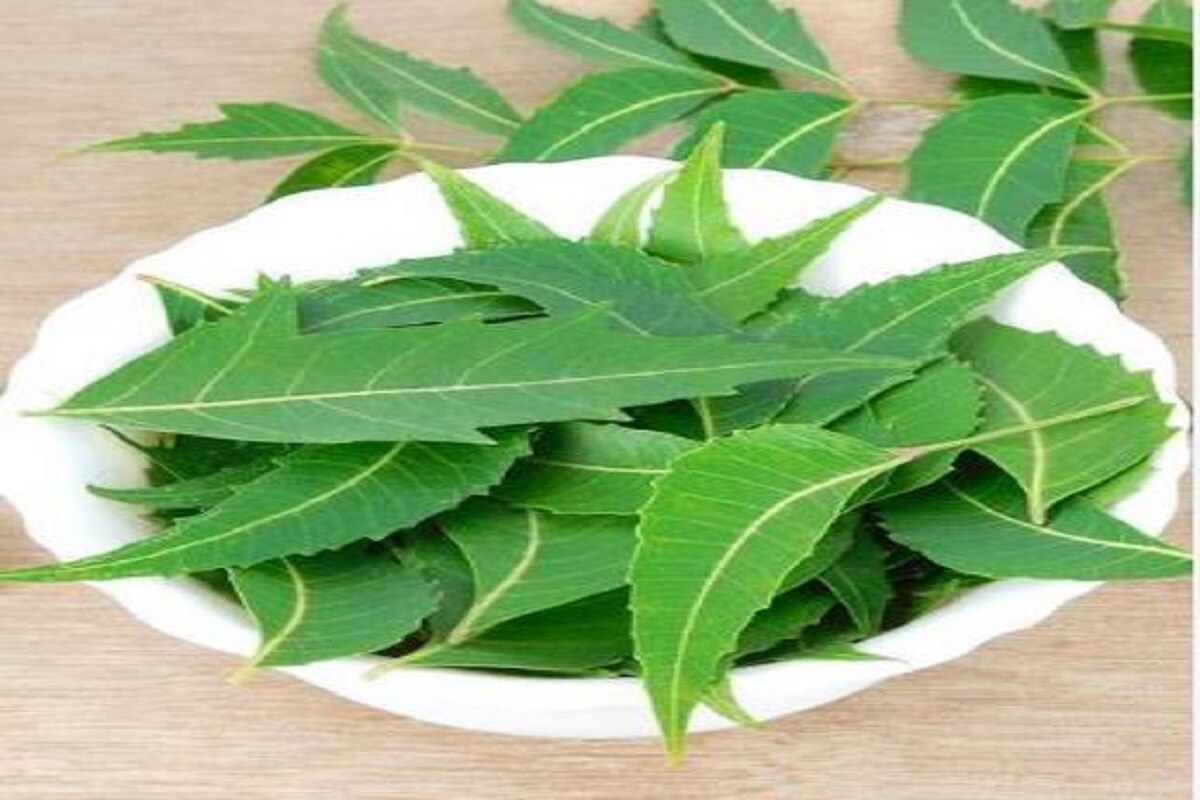 Neem Leaves Side Effects नीम की पत्तियां सेहत के लिए होती हैं अच्छी