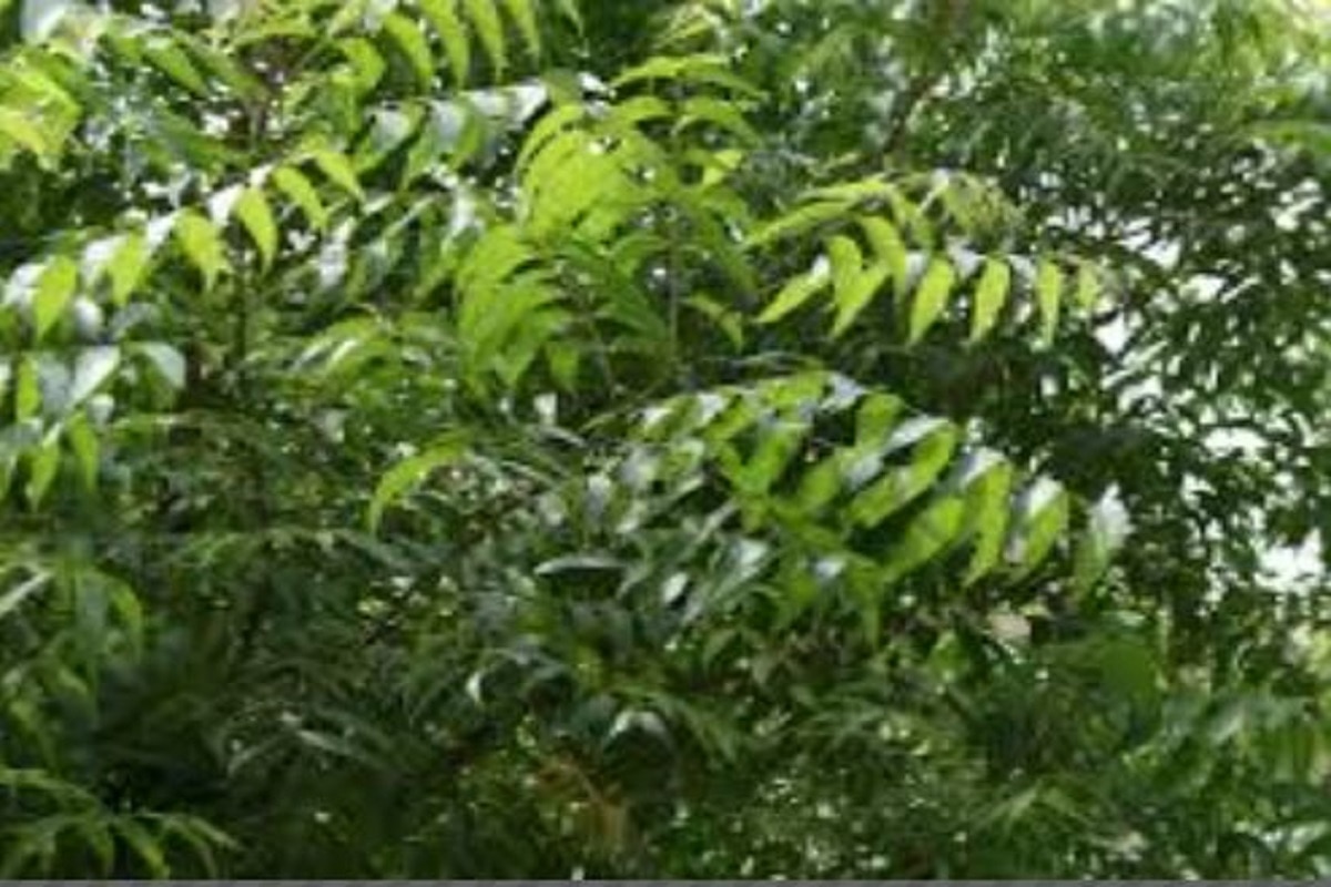 neem-leaves-side-effects