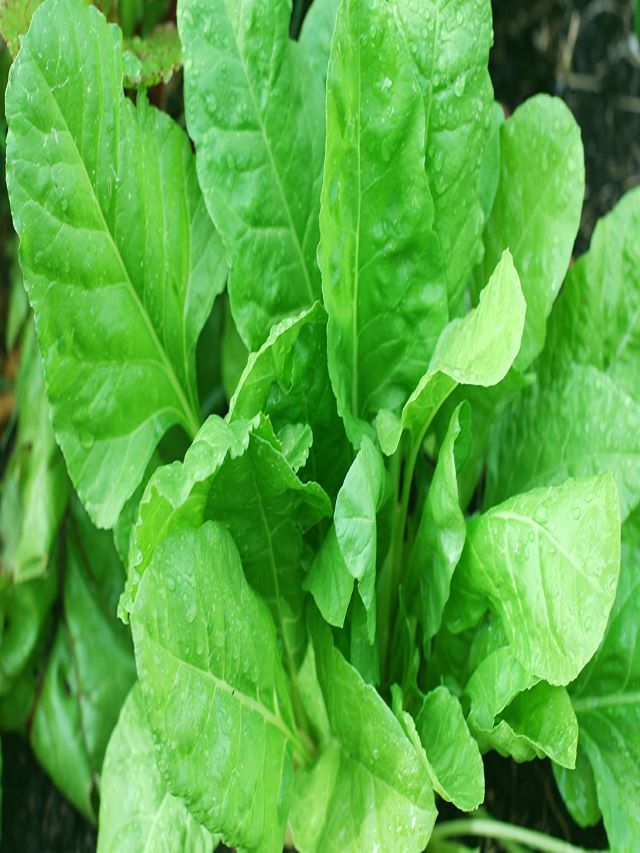 Palak Ke Side Effects: ज्यादा पालक खाना हो सकता है खतरनाक, जानिए क्यों?