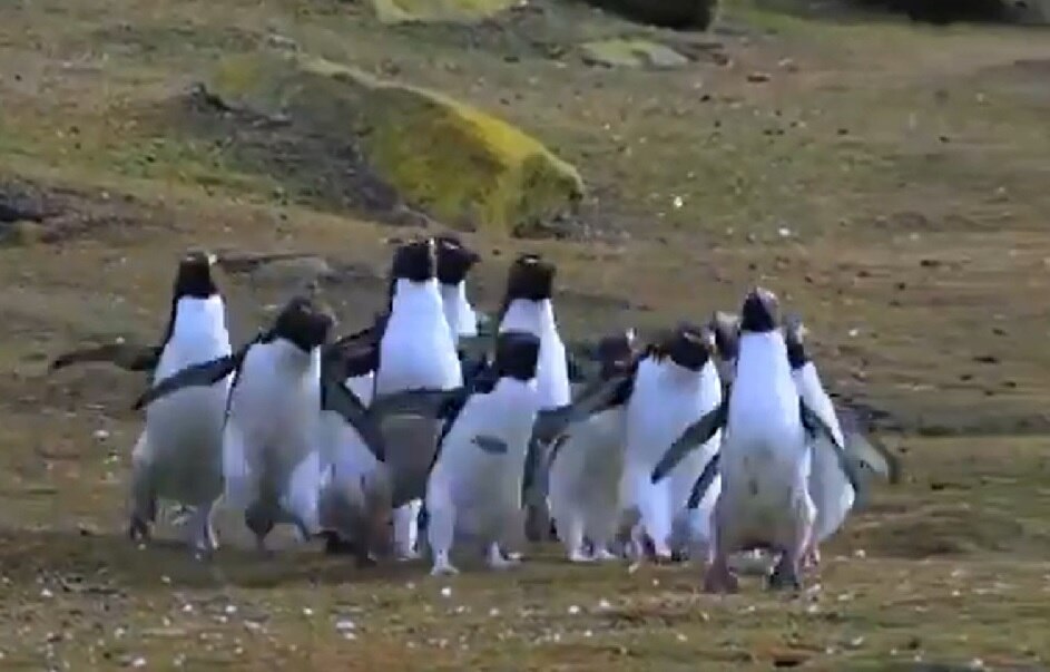 Viral Video: This Colony of Penguins Gleefully Chasing a Butterfly Will ...