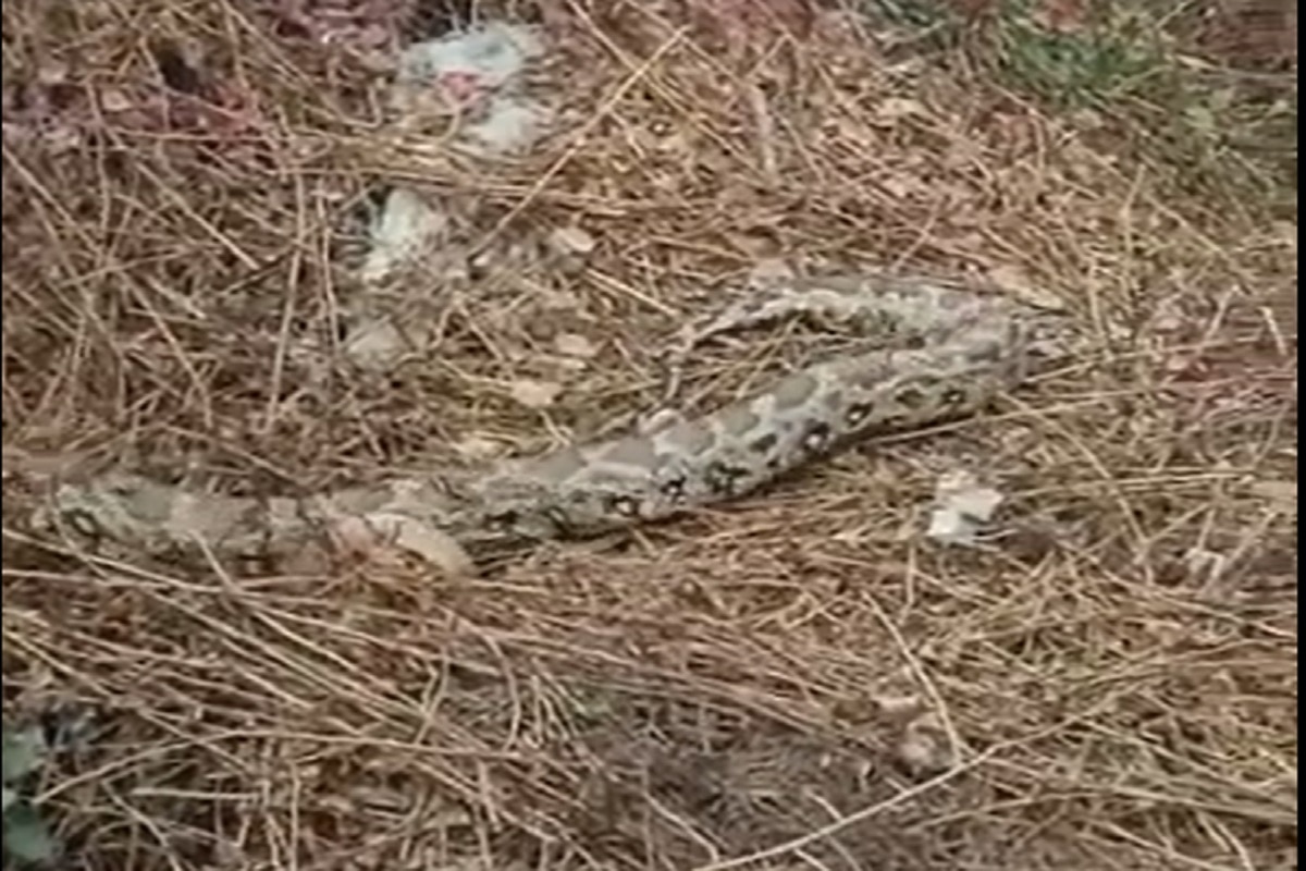 video-just-a-week-after-elusive-leopard-episode-10-feet-long-python-spotted-in-greater-noida