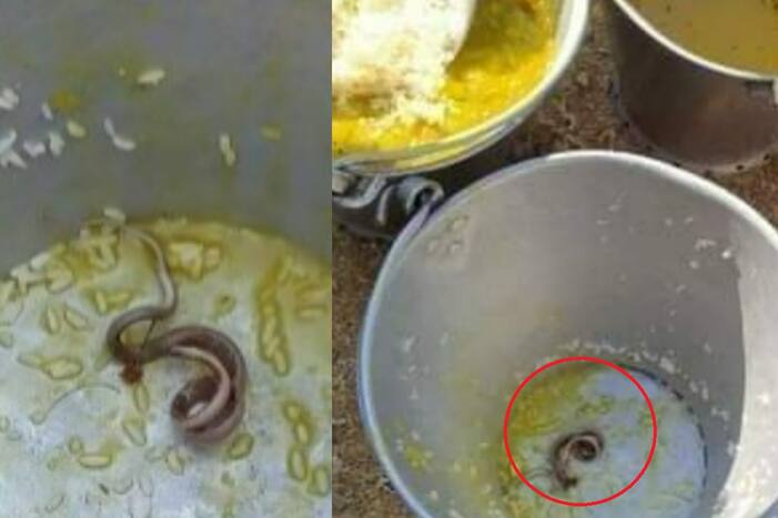 Pic of Snake Found in Mid-day Meal in Bengal Goes Viral; Several Children Fall Sick After Consuming Food