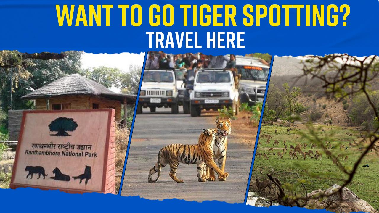 Want to go Tiger Spotting? These Tiger Reserves Can Make Your Dream Come True – Watch Video