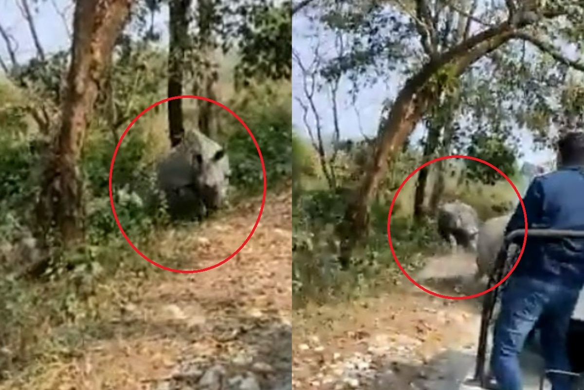 Video: Two Rhinos Attack Tourist Vehicle in Bengal's Jaldapara National Park, 7 Injured