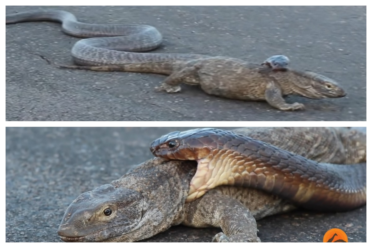 Viral Video: King Cobra Grabs Komodo Dragon By Neck, Who Will Win | Watch