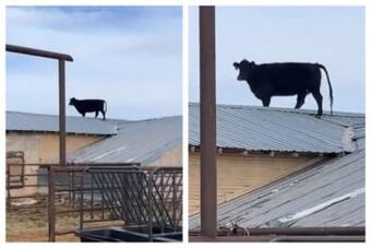 How Did The Cow Reach Up There? | Watch Viral Video How Did The Cow Reach Up There? | Watch Viral Video