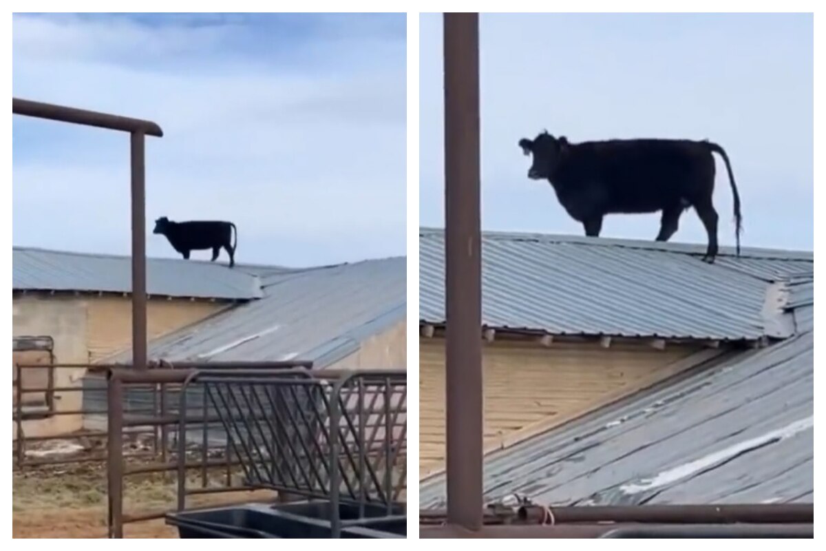 how-did-the-cow-reach-up-there-watch-viral-video