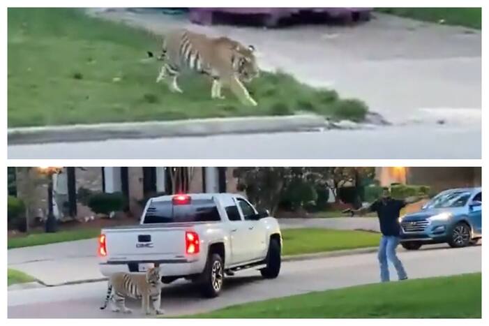 Tiger, Residential Area, Handgun, Viral Video, Viral, Video, Houston, Texas, USA, viral news, video viral, viral video news, Trending Viral Videos, Trending Viral News, Viral on Internet, Viral Video on Internet, viral news today, latest trending viral news