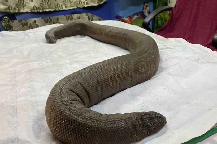 Red Sand Boa Snake Rescued From Darjeeling Forest Area, Four Arrested | See Pictures