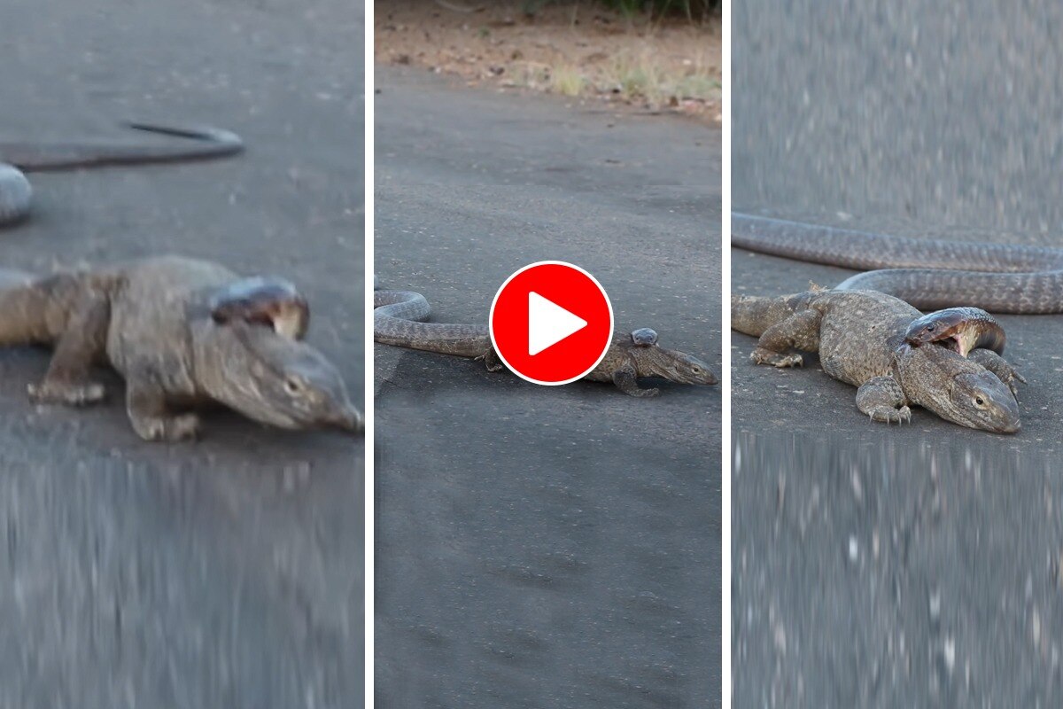 Wild Animal Video