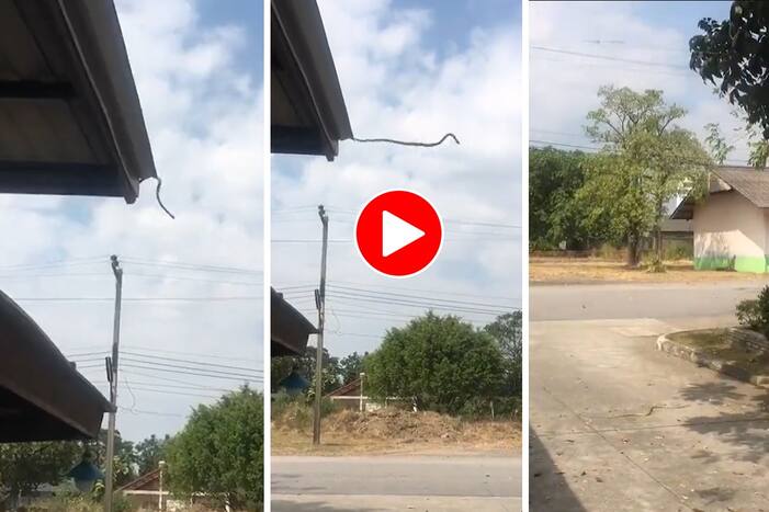 Sanp Ka Video